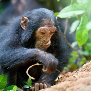 Chimp digging int he dirt with a stick tool.