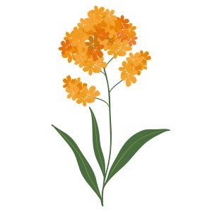 Butterfly weed illustration
