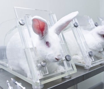 Three rabbits in restraints in animal testing lab