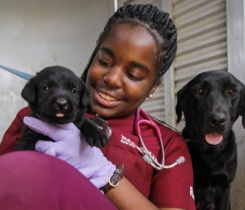 A RAVS volunteer holds sits next to an adult black lab holding one of her puppies as she gets ready to perform a free exam at a RAVS clinic