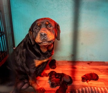Sad mother dog looks over little puppies in small enclosure