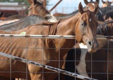 American horses are held in export pens in Texas and New Mexico before transported to slaughter in Mexico.