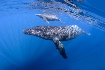 wild humpback whales in marine life habitat