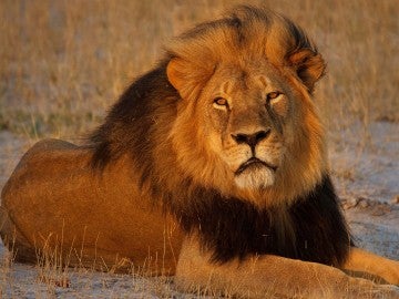 Cecil the lion at sunset