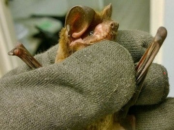 Injured bonneted bat receives care at South Florida Wildlife Center