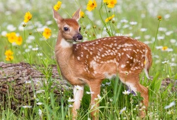 Deer fawn in the grass near some flowers