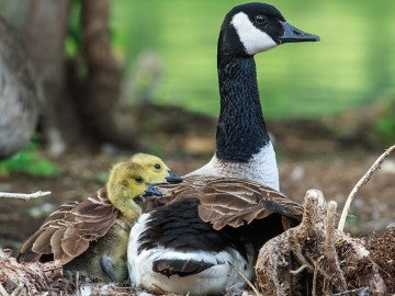 mother goose protecting her goslings