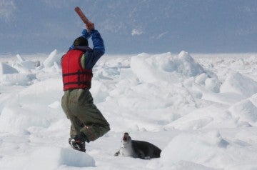 Harp seal about to be killed by a Canadian fisherman