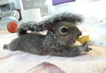 Young squirrel being fed at South Florida Wildlife Center