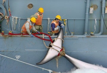 Japanese whaling ship catches a whale in the Southern Ocean.