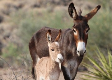 Two young burros
