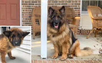 Before and after photos of Cinder, a German shepherd rescued from a puppy mill