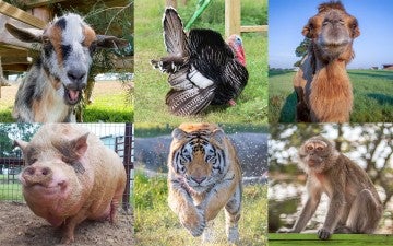 Grid of six animals from Black Beauty Ranch, goat, turkey, camel, pig, tiger, macaque