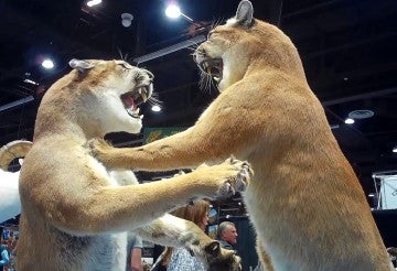 A two taxidermy mountain lions at the Safari Club International's 2020 annual convention