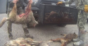 Undercover shot of dead animals from a wildlife killing contest