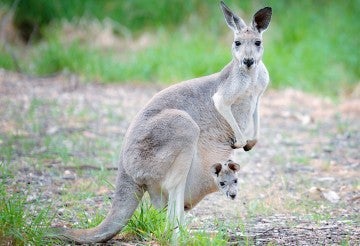 kangaroo with a joey in her pouch