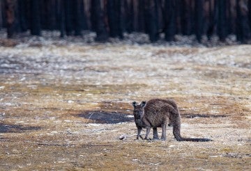kangaroo in aftermath of wildfires