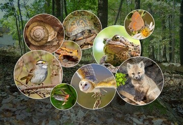 Collage of wildlife in circle frames