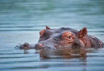 Hippo with her head coming out of water