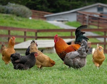 chickens scratch at lush clover in an open field