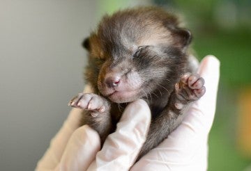 Baby fox kit being held by wildlife rehabber