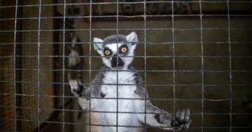 Lemurs at the Camino Zoologico in Mayaguez, Puerto Rico, before they were removed and transported to Black Beauty Ranch