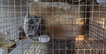 Chinchilla fur farms in Romania