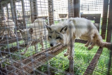 Image of arctic foxes in cages at a fur farm.