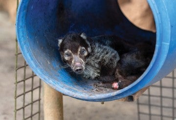 Coati before he is removed and transported to Black Beauty Ranch in Murchison, Texas.