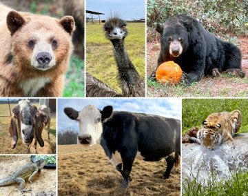 A collage of images including a brown bear, emu, black bear, goat, iguana, cow and tiger