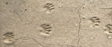Tiny raccoon paw prints along a trail through a marsh area of the Chesapeake Bay.
