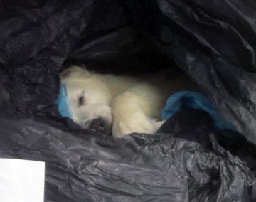 A dead puppy found inside a plastic bag in the Kennesaw Petland store's freezer. 