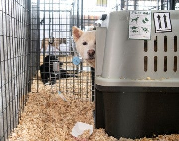Dogs rescued from the dog meat trade in South Korea at a temporary shelter in the United States