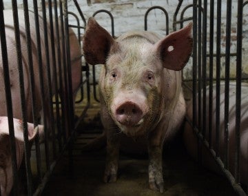 A pig looks pleadingly at the camera from inside a gestation crate not much bigger than its body, surrounded by other pigs barely fitting in adjacent crates