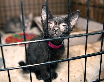Tiny Tina in a cage during her rescue