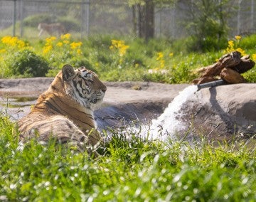 Serenity the tiger relaxes in her new enclosure at Black Beauty Ranch.