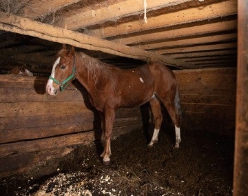 Horse before being rescued from a neglect situation in Ohio