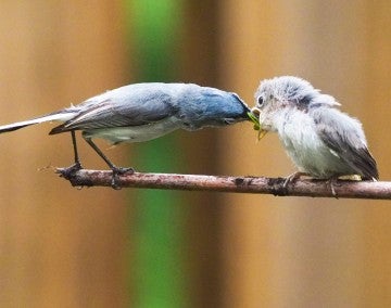 A a male blue-gray gnatcatcher feeds a fledgling.