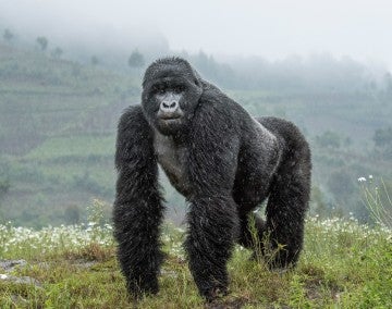 Photo of a gorilla standing against a rainy landscape.