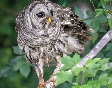 Barred owl sitting on a maple tree with a crawfish in its mouth.
