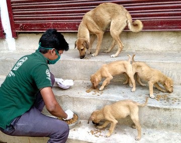 Man feeding street dogs in India. 