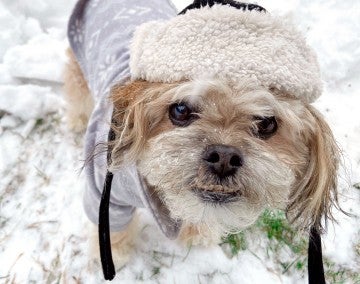Charlie the dog wearing his coat and hat in the snow.