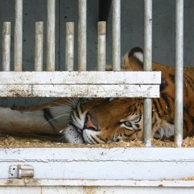 Captive animals in zoos and circuses, like this tiger, are suffering