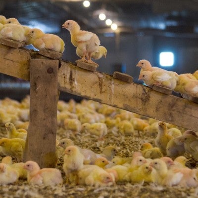 Broiler chicken welfare on factory farms