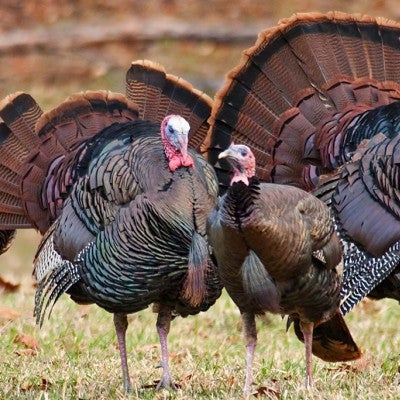 Wild turkeys in field