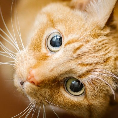 orange cat looking up with large eyes 