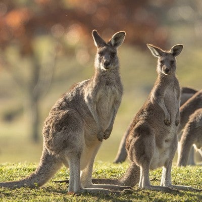 kangaroos grazing in a field