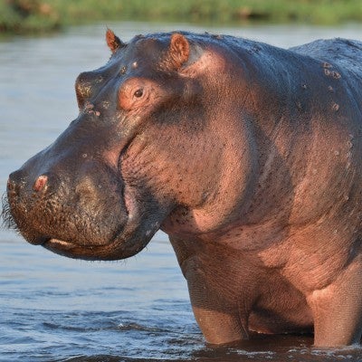 Hippo stands in a sunny river