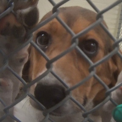 Sad dog in cage in Indiana toxicology lab