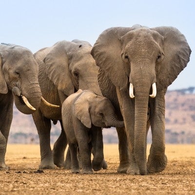 A family of elephants moves across a dry, open plain